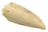 Serrated, Raptor Tooth - Real Dinosaur Tooth #238542-1